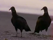 Animal Weapons (1999)