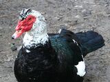 Muscovy Duck