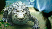 Croczilla AKA Million Dollar Crocodile (2012)