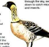Nēnē: The Recovery of the Hawaiian Goose - Cool Green Science