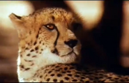 Fascinating Nature (1996)