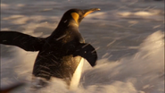 Frozen Planet (2011)