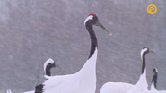 Japan's Wild Year (2014)