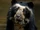 Spectacled Bear