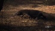 World's Greatest Animal Encounters (2019)