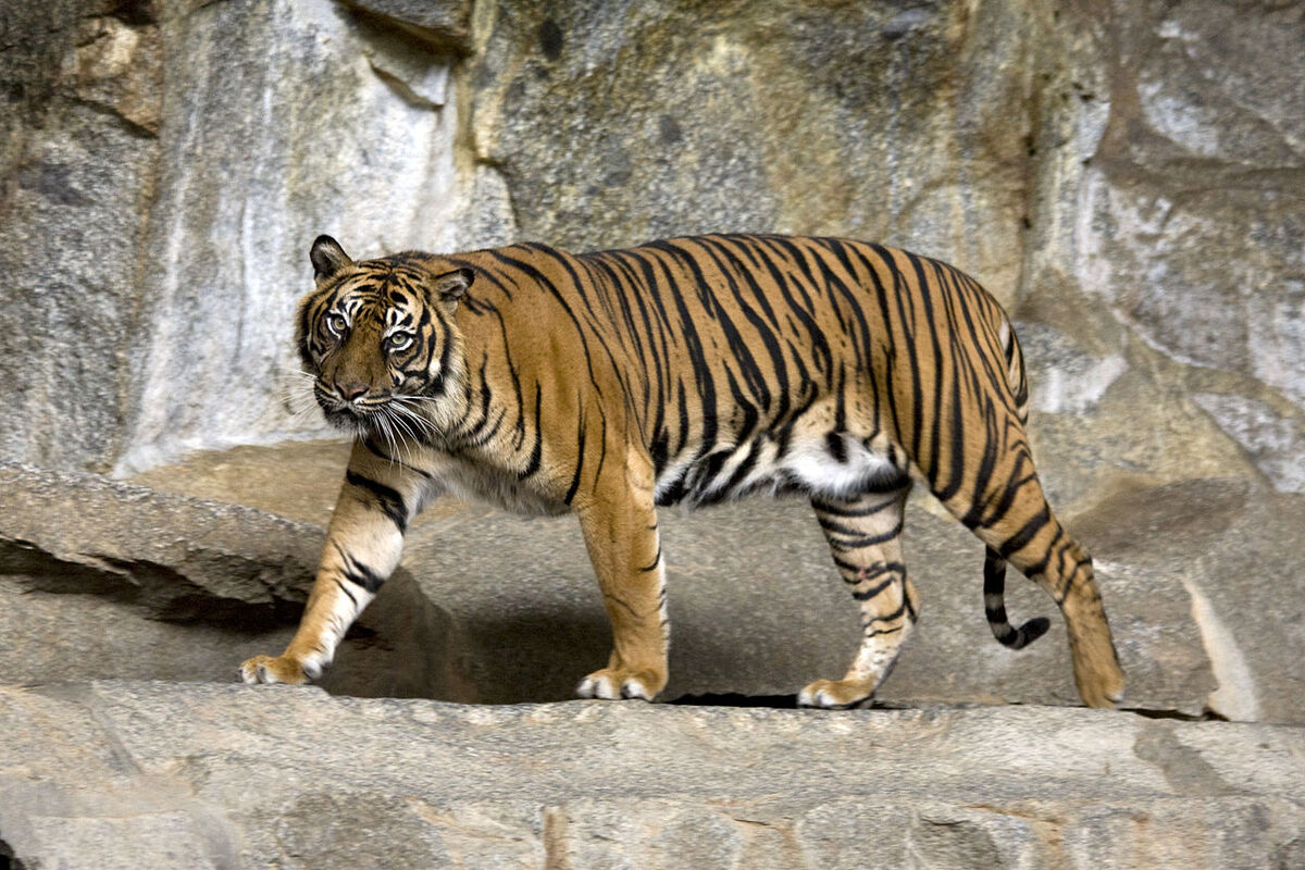 Bengal Tiger, NatureRules1 Wiki