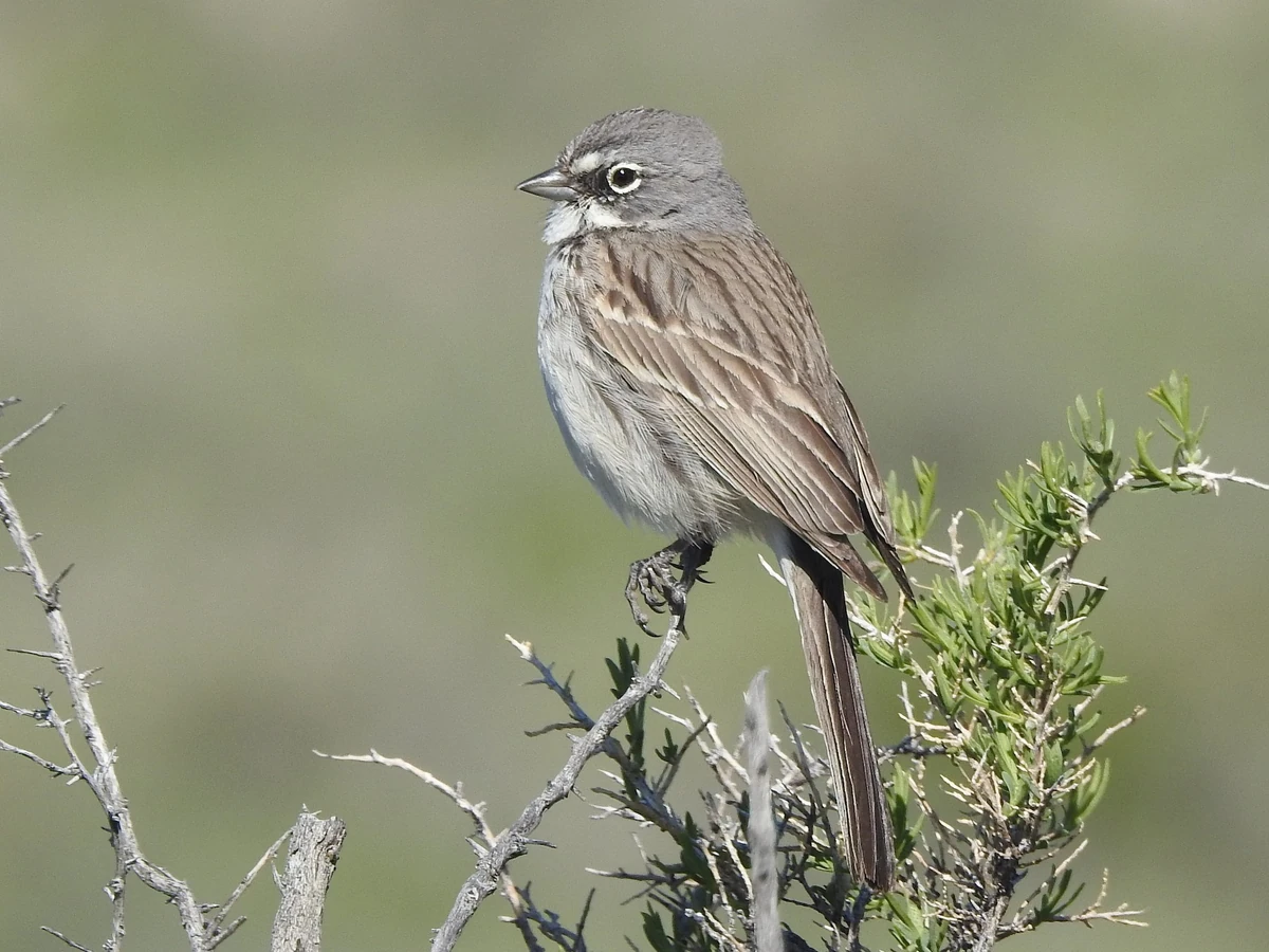 Sagebrush Sparrow NatureRules1 Wiki Fandom