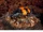 Burying Beetle