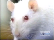 Clever Critters (2001)