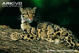 Clouded-leopard-on-tree-trunk-J-Shaw
