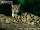 Mainland Clouded Leopard
