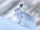 Mountain Hare