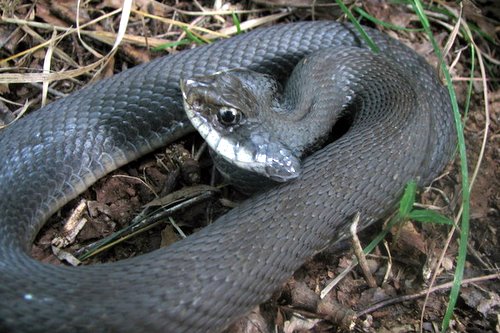 black eastern hognose snake