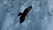 Snow Animals (2018)