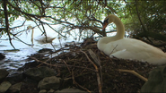 Wild Switzerland (2017)