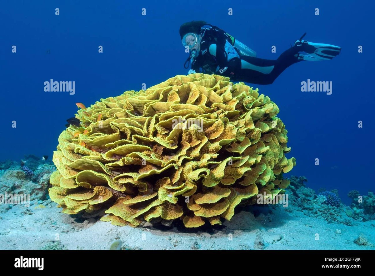 Yellow Scroll Coral NatureRules1 Wiki Fandom