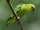 Dusky-billed Parrotlet