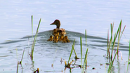 American Serengeti (2010)