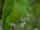 Yellow-naped Amazon