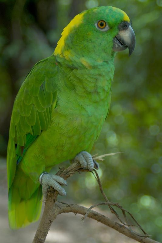 yellow naped amazon parrot