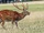 Sika Deer