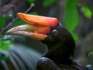 Dino Birds (2025)