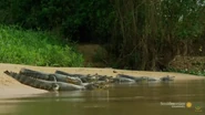 Jaguarland (2018)