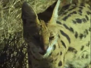 Life on Earth (1979)