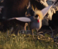 Grey Crowned Crane