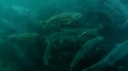 The Blue Planet (2001)