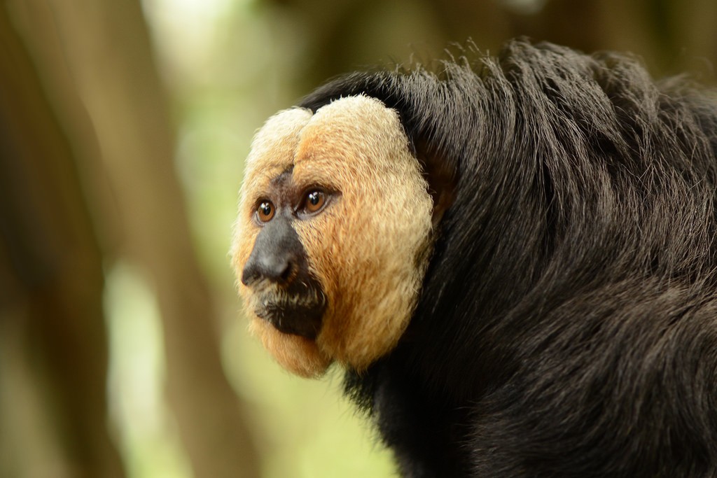 White-faced Saki