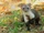 Beech Marten
