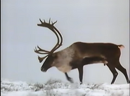 Arctic Wanderers (1992)
