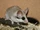 Asian Garden Dormouse