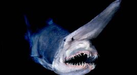 Goblin shark facts
