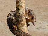 Tree Pangolin