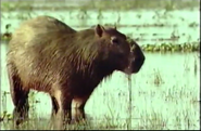 Swamp Hogs (1997)
