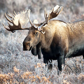 Western moose