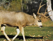 Wild Animals of the Canadian Rockies Mule Deer