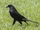 Giant Cowbird