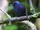 Taveuni Silktail