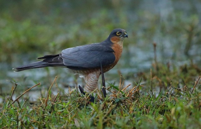 Eurasian sparrowhawk - Wikipedia