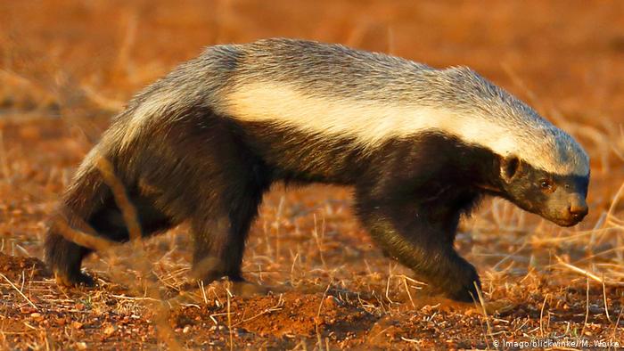 Honey badger - Wikipedia
