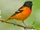 Baltimore Oriole