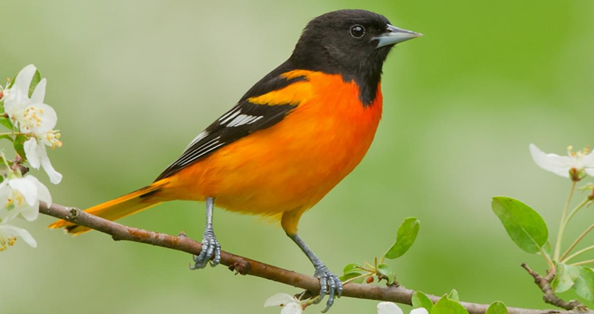 New World oriole - Wikipedia