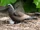 Brown Noddy