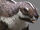 Adalatherium