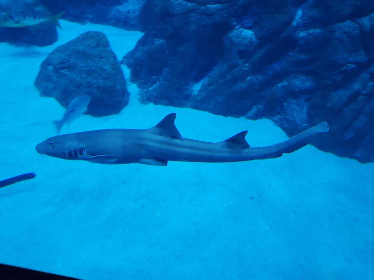 Brownbanded Bamboo Shark NatureRules1 Wiki Fandom