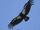 California Condor