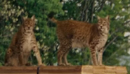 Evan Almighty (2007)